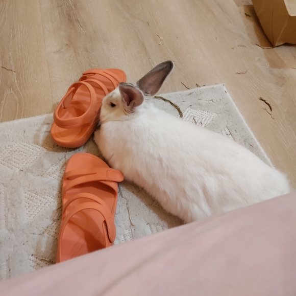 Meet your Posher, Emma - Picture 2 of 9